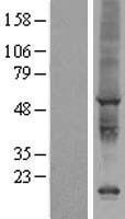 ls051390 aig1 human over expression lysates nm 016108 wb testing 1