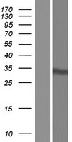 ls051406 nol7 human over expression lysates nm 016167 wb testing 1