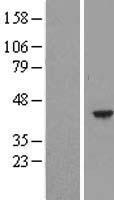 ls051409 hemk1 human over expression lysates nm 016173 wb testing 1