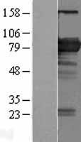 ls051411 bin2 human over expression lysates nm 016293 wb testing 1
