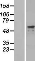PRKAG2 Human Over-expression Lysates NM_001040633