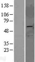 PRKAG2 Human Over-expression Lysates NM_016203