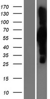 ls051434 apc7 anapc7 human over expression lysates nm 016238 wb testing 1