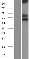 ls051435 scara3 human over expression lysates nm 016240 wb testing 1