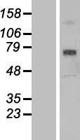 ls051435 scara3 human over expression lysates nm 182826 wb testing 2
