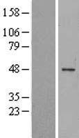 ls051438 magee1 magec2 human over expression lysates nm 016249 wb testing 1
