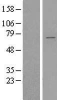ls051441 ythdf2 human over expression lysates nm 016258 wb testing 1