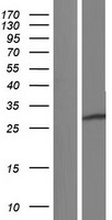 ls051444 rnf138 human over expression lysates nm 001191324 wb testing 3