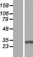 ls051444 rnf138 human over expression lysates nm 016271 wb testing 1
