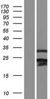 ls051444 rnf138 human over expression lysates nm 198128 wb testing 2
