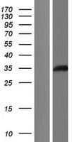 ls051451 lcmt1 human over expression lysates nm 001032391 wb testing 2