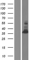 ls051454 ced6 gulp1 human over expression lysates nm 016315 wb testing 1