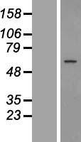ls051463 gpr89b human over expression lysates nm 016334 wb testing 1