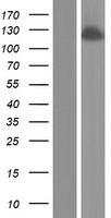 ANKFY1 Human Over-expression Lysates NM_016376