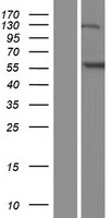 ANKFY1 Human Over-expression Lysates NM_020740