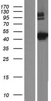 C9orf114 (SPOUT1) Human Over-expression Lysates NM_016390