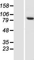 TH1L (NELFCD) Human Over-expression Lysates NM_198976