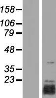 ls051499 triap1 human over expression lysates nm 016399 wb testing 1