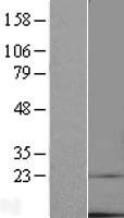 ls051522 tmem14c human over expression lysates nm 016462 wb testing 2