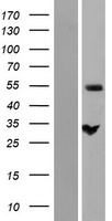 NIPA (ZC3HC1) Human Over-expression Lysates NM_016478