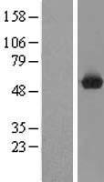 C9orf156 (TRMO) Human Over-expression Lysates NM_016481