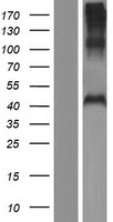 PHF7 Human Over-expression Lysates NM_173341