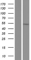 PPHLN1 Human Over-expression Lysates NM_001143787