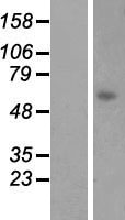 ls051557 lgsn human over expression lysates nm 016571 wb testing 1