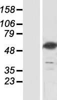NT5DC3 Human Over-expression Lysates NM_016575