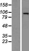 ls051564 hdac7 human over expression lysates nm 016596 wb testing 1