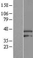 ls051566 armcx3 human over expression lysates nm 177947 wb testing 2