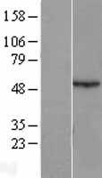 Antizyme inhibitor 1 (AZIN1) Human Over-expression Lysates NM_015878