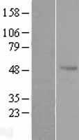 Antizyme inhibitor 1 (AZIN1) Human Over-expression Lysates NM_148174