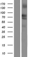 ls051599 lipolysis stimulated lipoprotein receptor lsr human over expression lysates nm 015925 wb testing 1