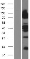 ls051599 lipolysis stimulated lipoprotein receptor lsr human over expression lysates nm 205834 wb testing 2