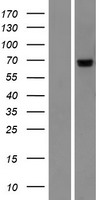PIGT Human Over-expression Lysates NM_001184730