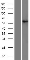 ls051604 pigt human over expression lysates nm 015937 wb testing 4