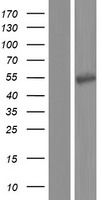 ATP6V1H Human Over-expression Lysates NM_213619