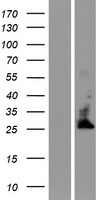 TMBIM4 Human Over-expression Lysates NM_016056