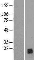 ls051645 ppil1 human over expression lysates nm 016059 wb testing 1
