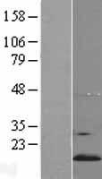 YPEL5 Human Over-expression Lysates NM_001127400