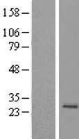 MRPS23 Human Over-expression Lysates NM_016070