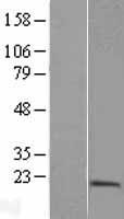 PTRH2 Human Over-expression Lysates NM_016077