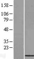 ls051660 brp44l mpc1 human over expression lysates nm 016098 wb testing 1