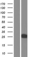 ls051661 fkbp7 human over expression lysates nm 001135212 wb testing 2