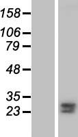 ls051661 fkbp7 human over expression lysates nm 181342 wb testing 1