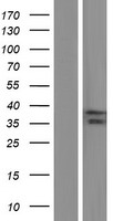 ASB1 Human Over-expression Lysates NM_001040445