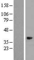 ls051666 asb4 human over expression lysates nm 145872 wb testing 2