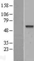 ls051678 vam1 mpp6 human over expression lysates nm 016447 wb testing 1