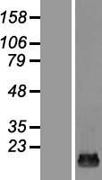 TRAPPC2L Human Over-expression Lysates NM_016209